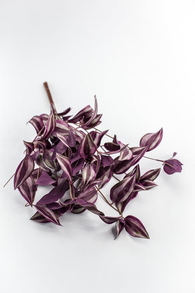 UV protected Tradescanthia Bush - Purple - Greenery MarketMTF24534 PUGR