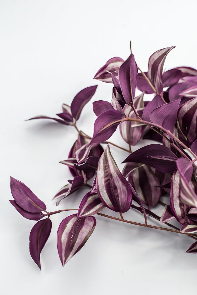 UV protected Tradescanthia Bush - Purple - Greenery MarketMTF24534 PUGR