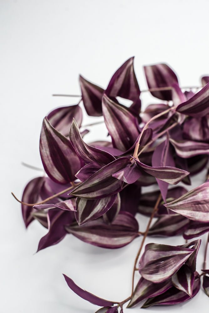 UV protected Tradescanthia Bush - Purple - Greenery MarketMTF24534 PUGR