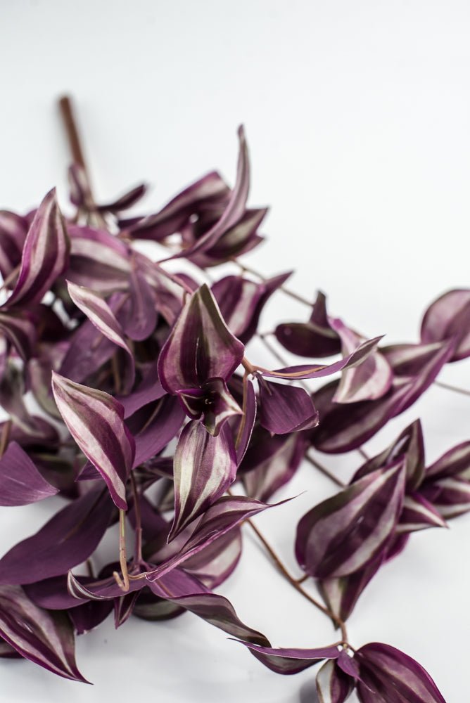 UV protected Tradescanthia Bush - Purple - Greenery MarketMTF24534 PUGR