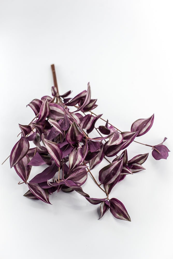 UV protected Tradescanthia Bush - Purple - Greenery MarketMTF24534 PUGR