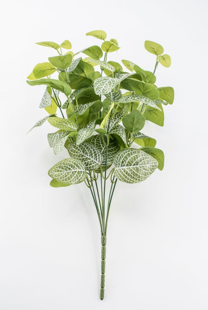 Variegated Green Fittonia Bush - 18" - Greenery Market13678VAGN