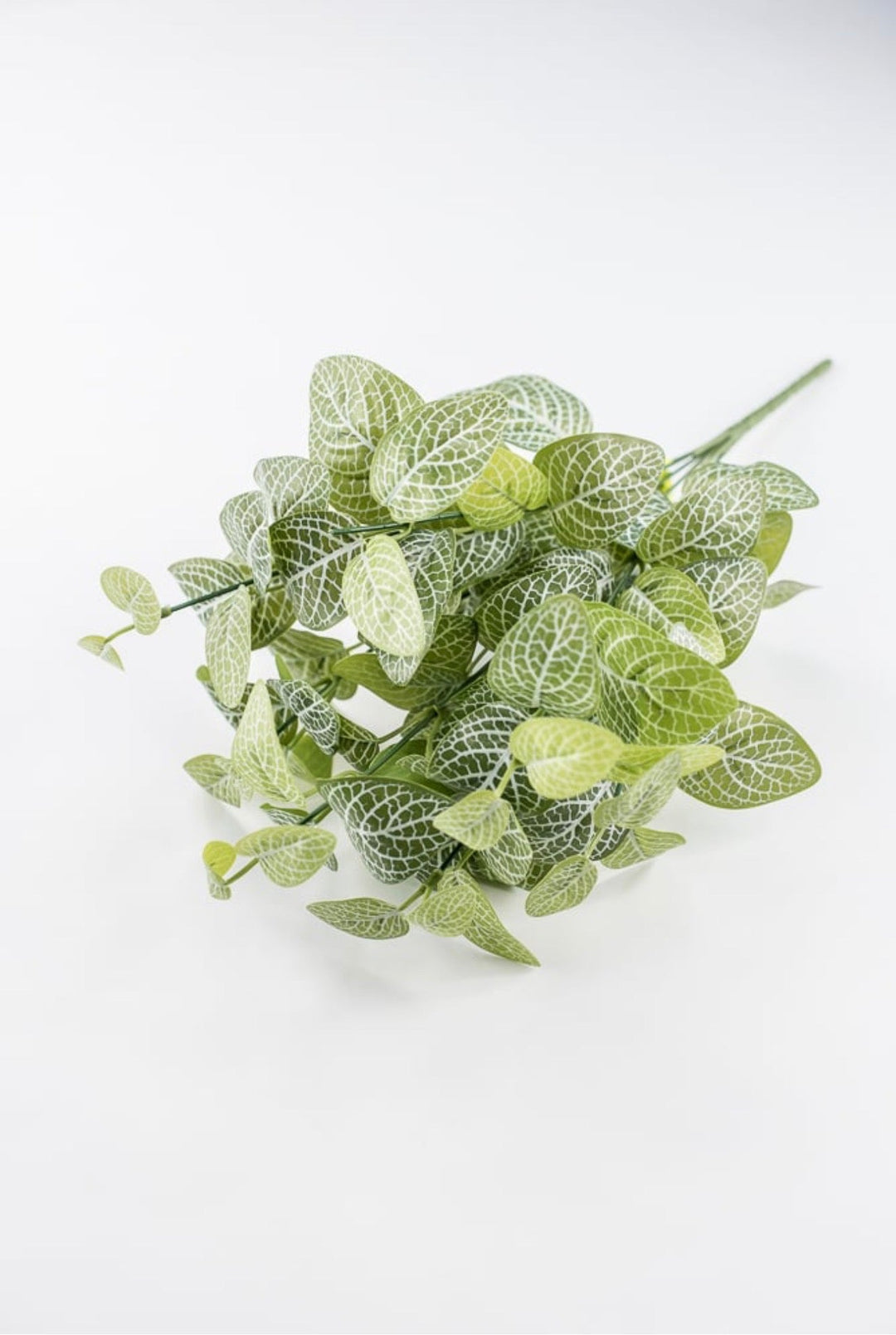 Variegated Green Fittonia Bush - 18" - Greenery Market13678VAGN