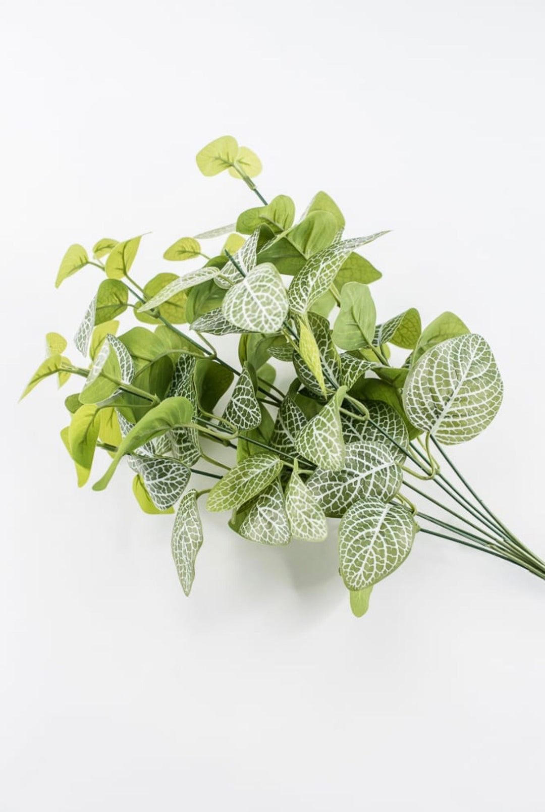 Variegated Green Fittonia Bush - 18" - Greenery Market13678VAGN