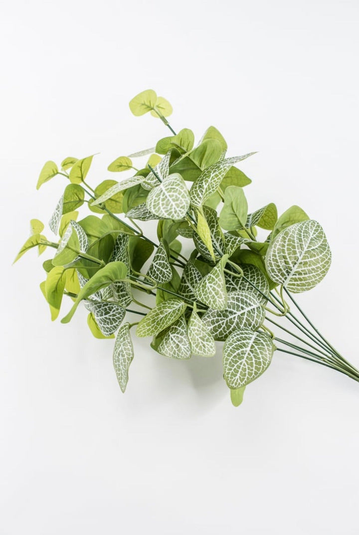 Variegated Green Fittonia Bush - 18" - Greenery Market13678VAGN