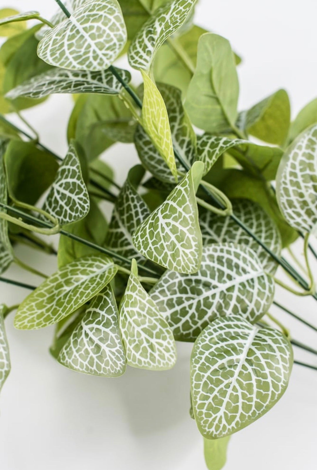 Variegated Green Fittonia Bush - 18" - Greenery Market13678VAGN