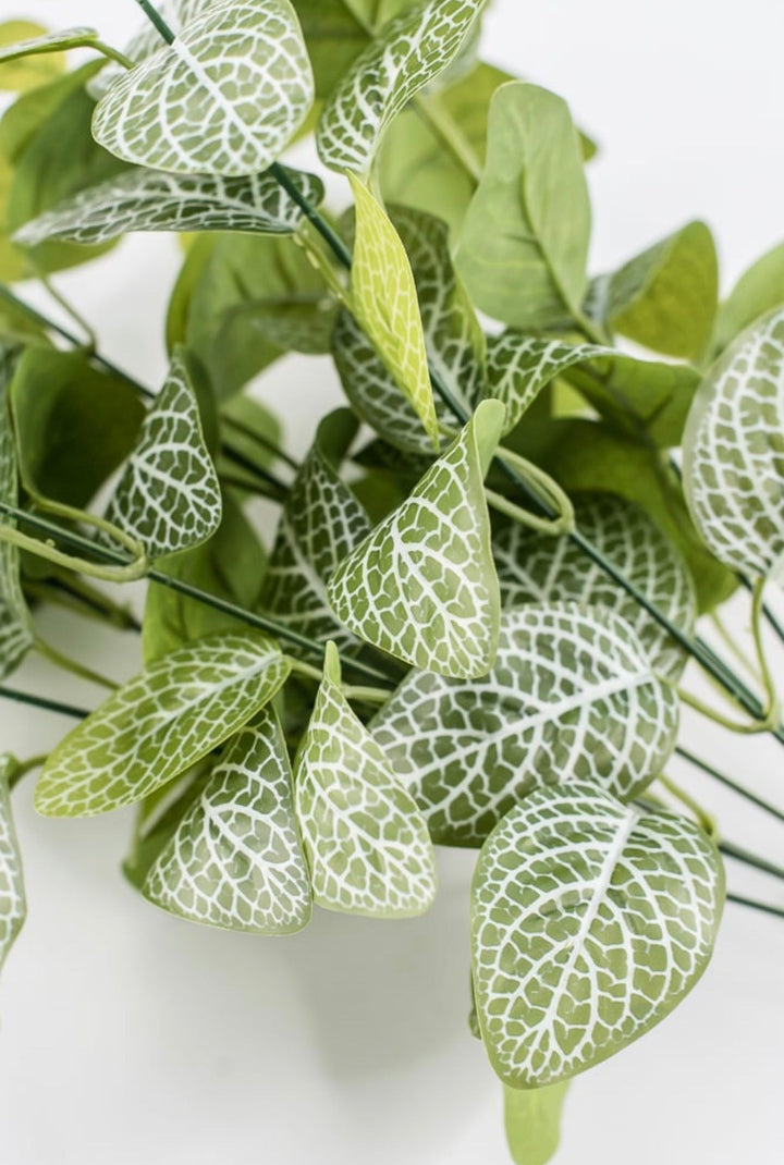 Variegated Green Fittonia Bush - 18" - Greenery Market13678VAGN
