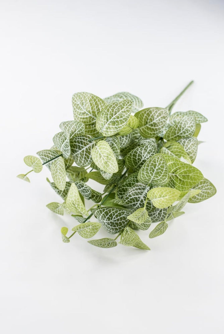Variegated Green Fittonia Bush - 18" - Greenery Market13678VAGN