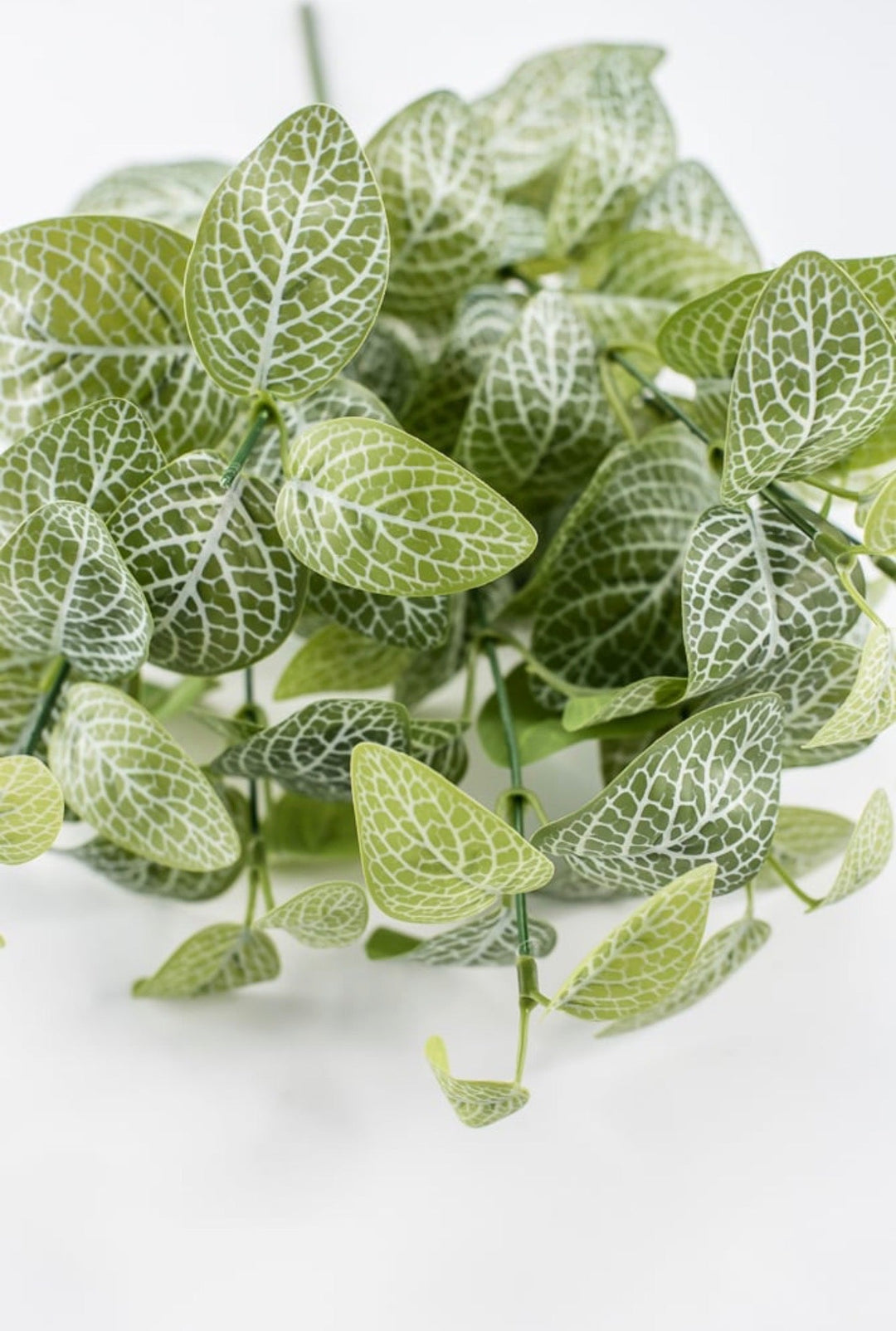 Variegated Green Fittonia Bush - 18" - Greenery Market13678VAGN
