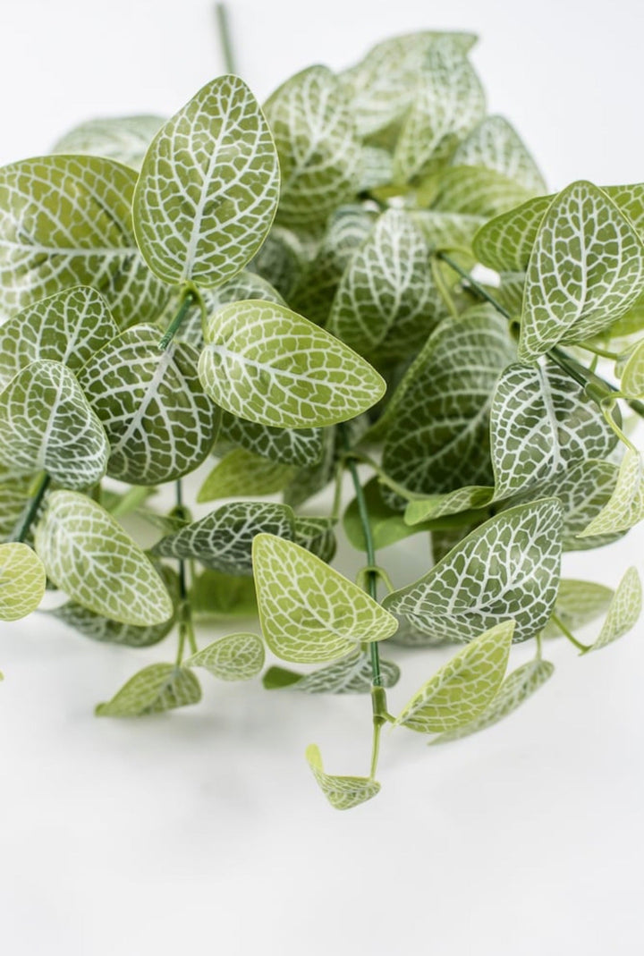 Variegated Green Fittonia Bush - 18" - Greenery Market13678VAGN