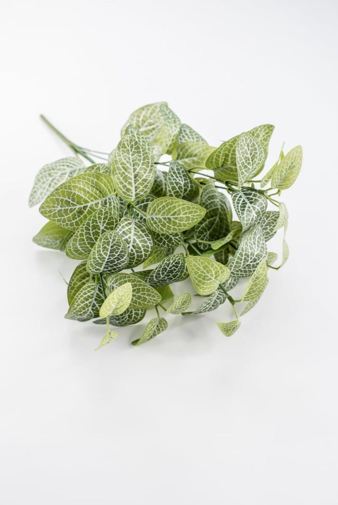 Variegated Green Fittonia Bush - 18" - Greenery Market13678VAGN