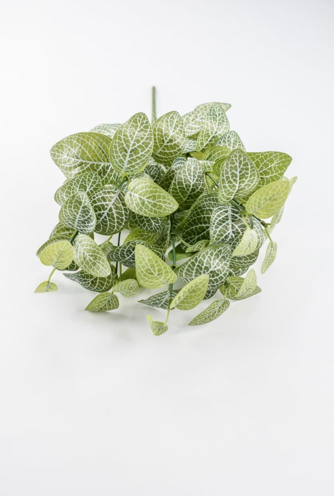 Variegated Green Fittonia Bush - 18" - Greenery Market13678VAGN