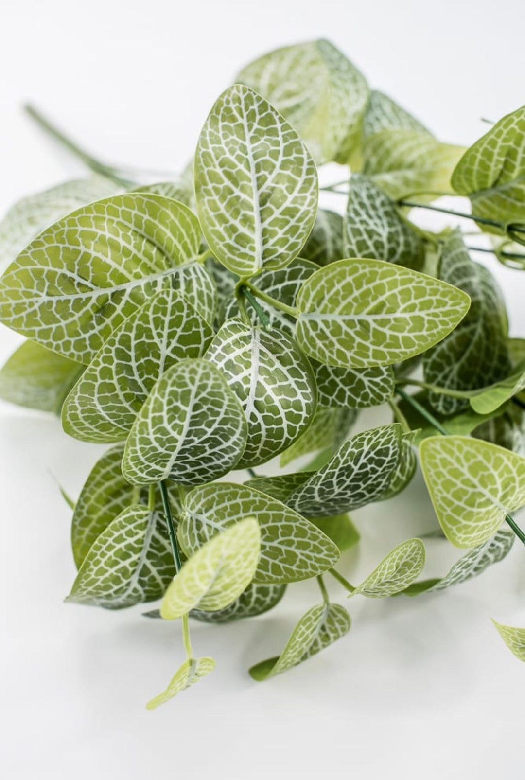 Variegated Green Fittonia Bush - 18" - Greenery Market13678VAGN