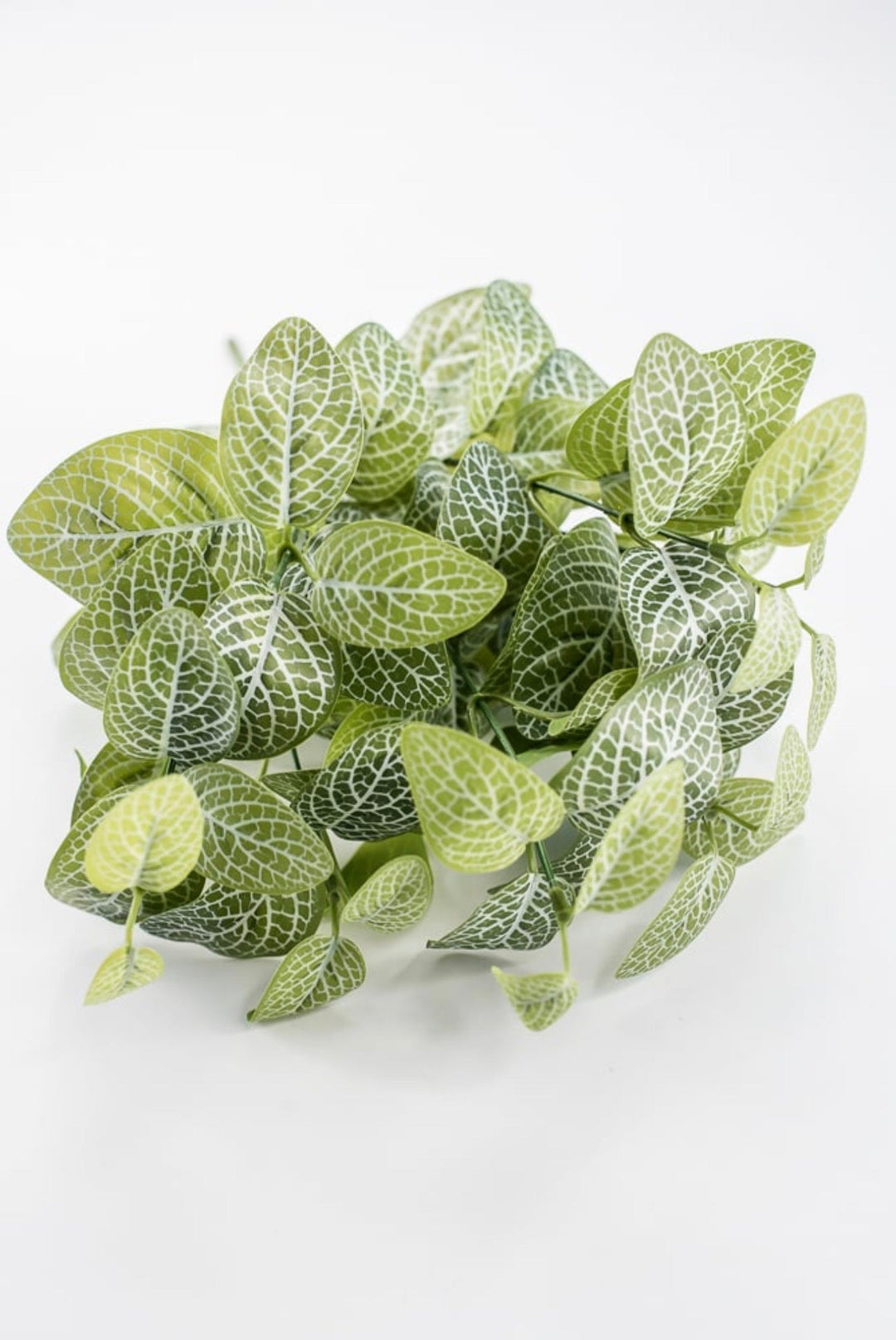 Variegated Green Fittonia Bush - 18" - Greenery Market13678VAGN