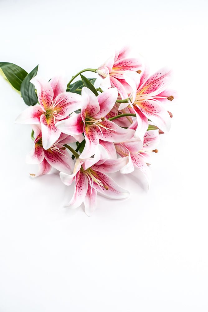 white bush lily White And Pink Lily Bush