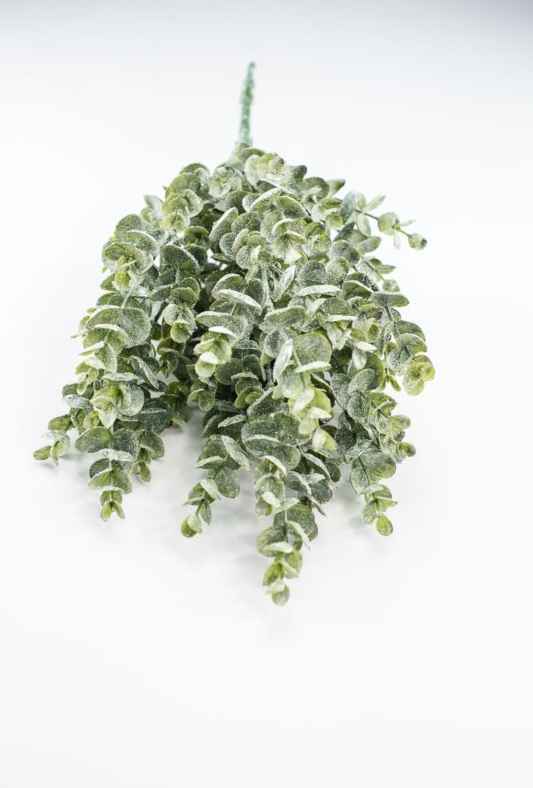 eucalyptus hanging plant White Eucalyptus Bush