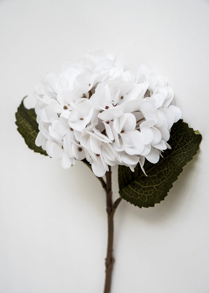 White Velvet hydrangea - Greenery Market4999 - w