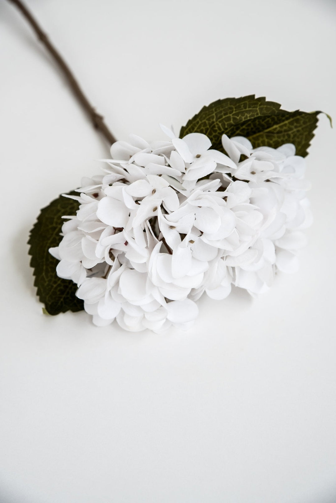 White Velvet hydrangea - Greenery Market4999 - w