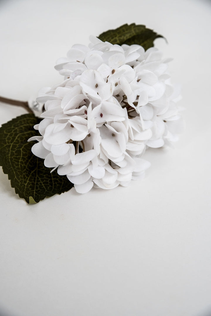 White Velvet hydrangea - Greenery Market4999 - w