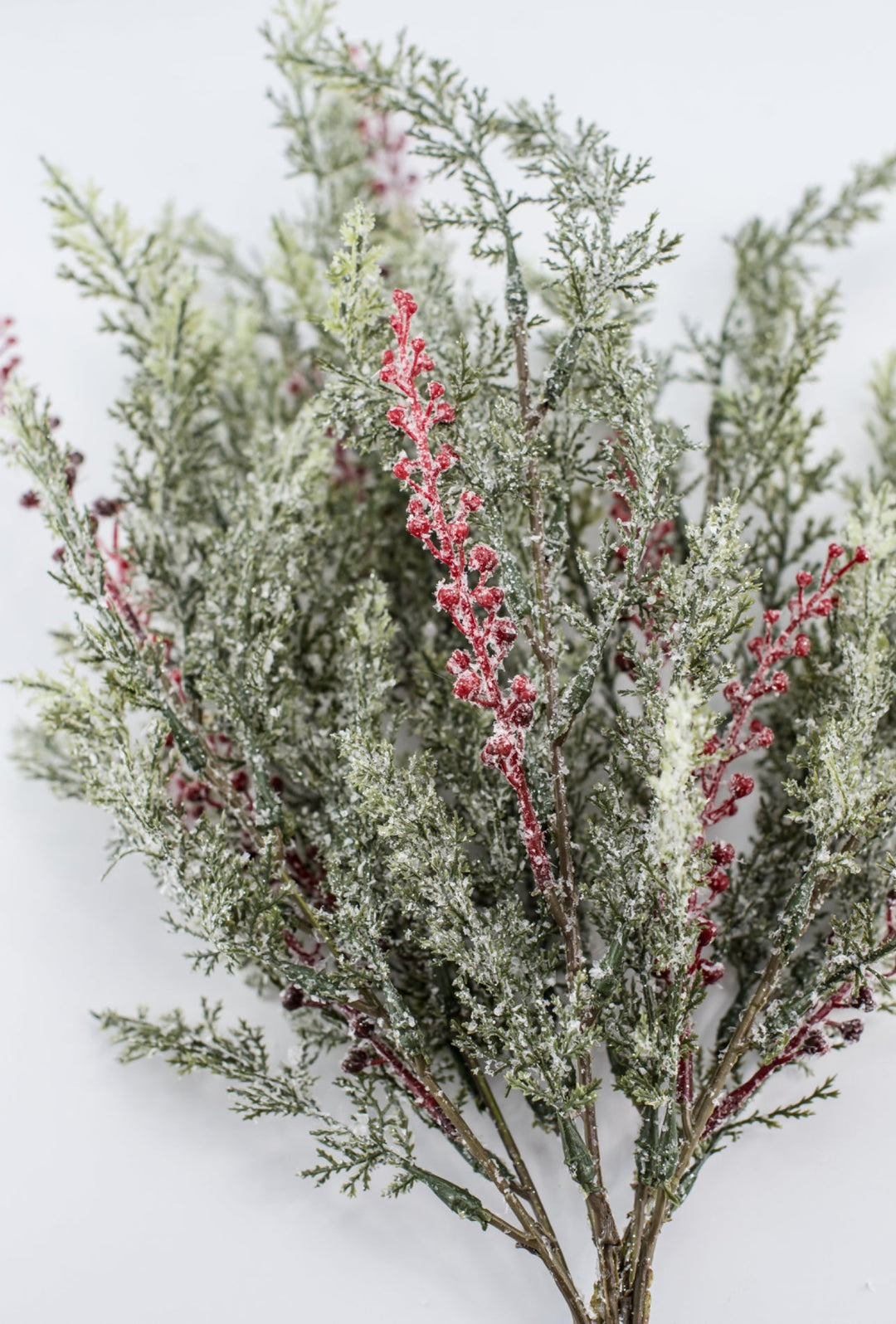 Winter cypress Pine bush with red berries - Greenery Market81823