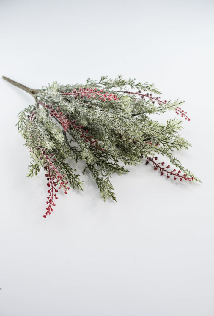 Winter cypress Pine bush with red berries - Greenery Market81823