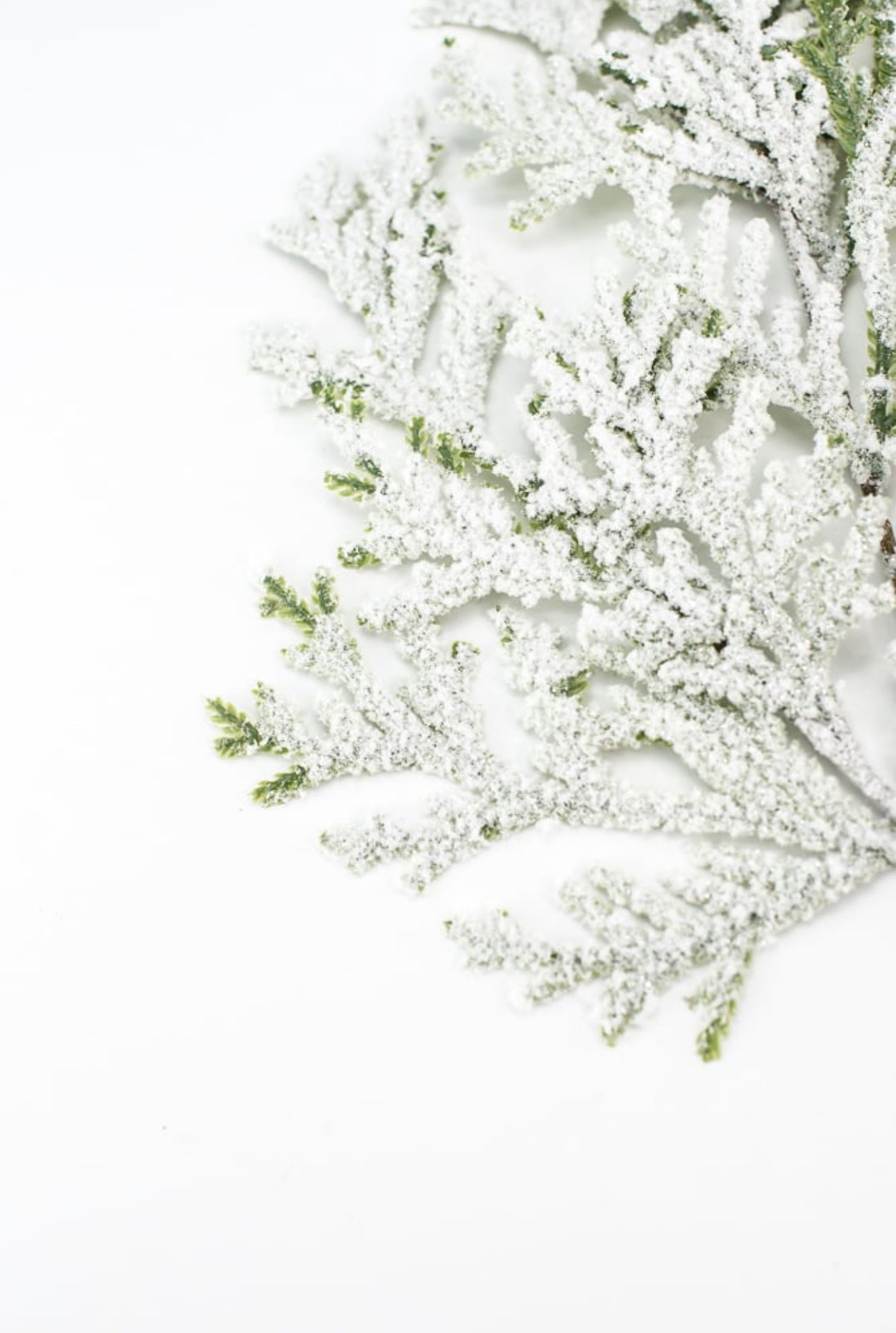 Winter cedar spray with snow - Greenery Market