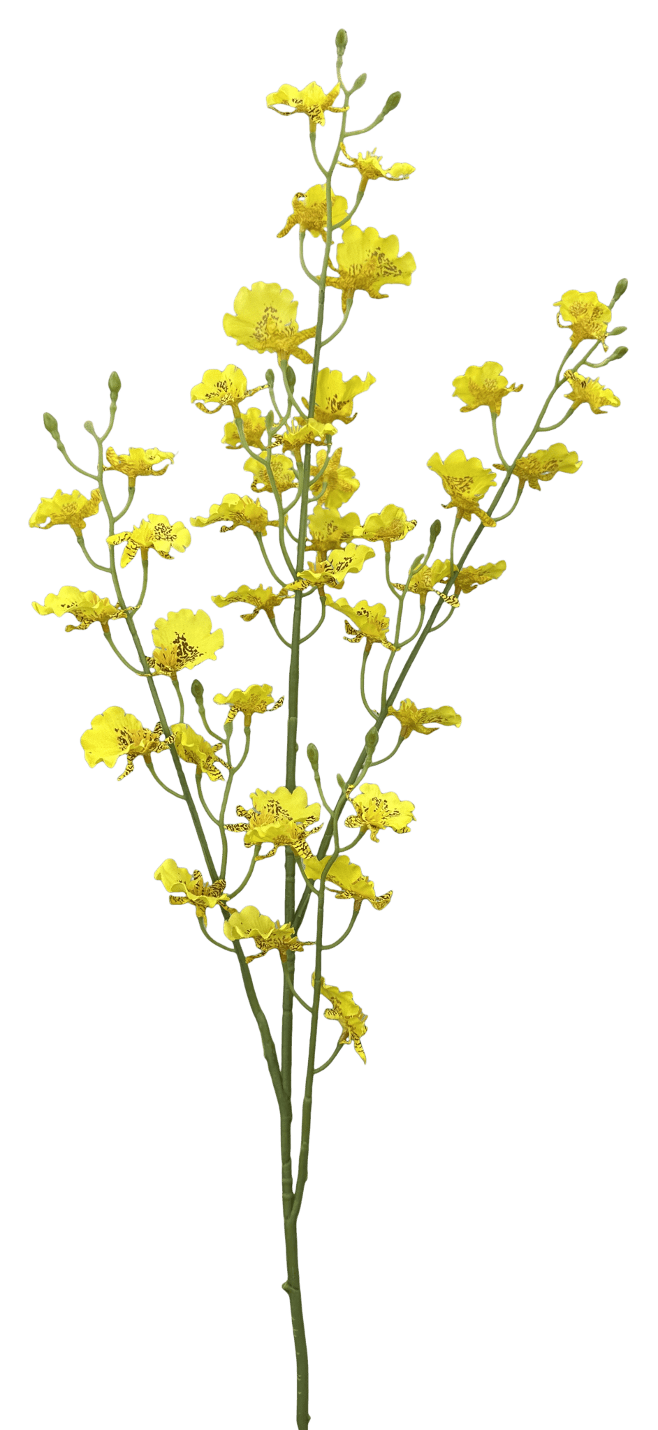 Yellow Dancing Orchid Spray - 36" - Greenery Market64020YW