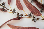 Artificial, blade eucalyptus spray - brown - Greenery MarketArtificial Flora26421 x 12