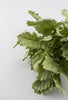 Artificial dusty miller greenery bundle - Greenery Market2310178LG