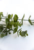 Artificial eucalyptus spray - Greenery MarketFl5104-g