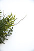 Artificial fern bush and twigs - Greenery Marketgreenery25997