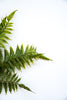 Artificial fern bush, greenery bush - Greenery Marketgreenery25769