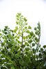Artificial fern bush - Greenery Marketgreenery25946