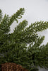 Artificial mixed pine bundle - Greenery MarketWinter and Christmas2830372GR