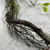 Artificial mossy twigs with leaves vine - Greenery Market27546