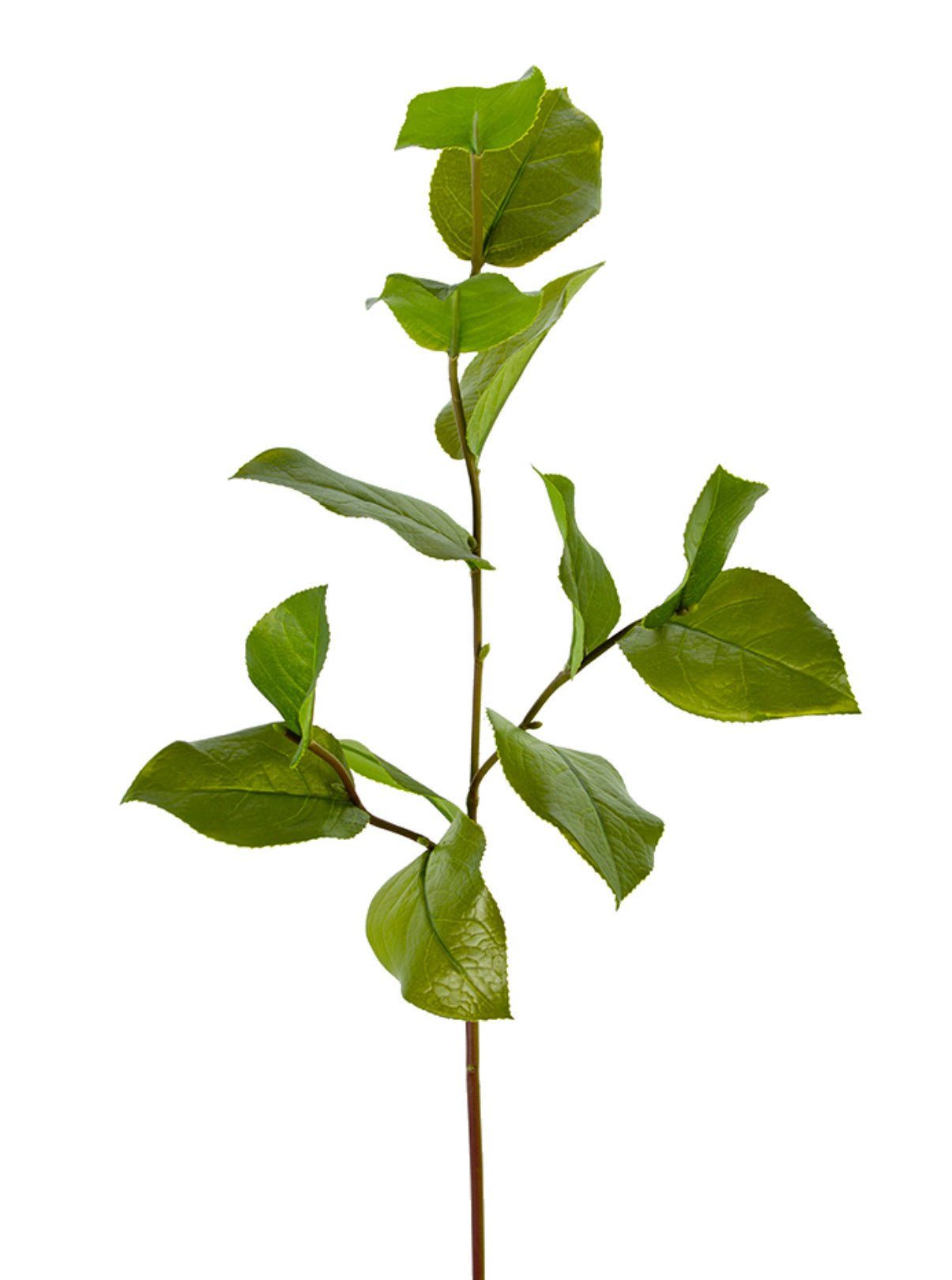 Artificial salal leaf spray 32” - Greenery Market2310390GR