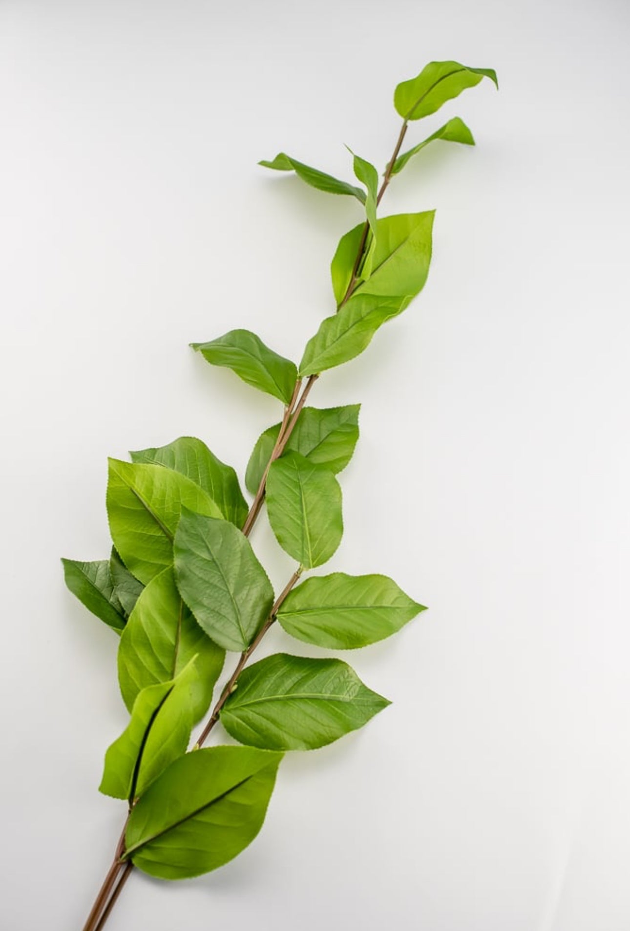 Artificial salal leaf spray 44” - Greenery Market2310391GR