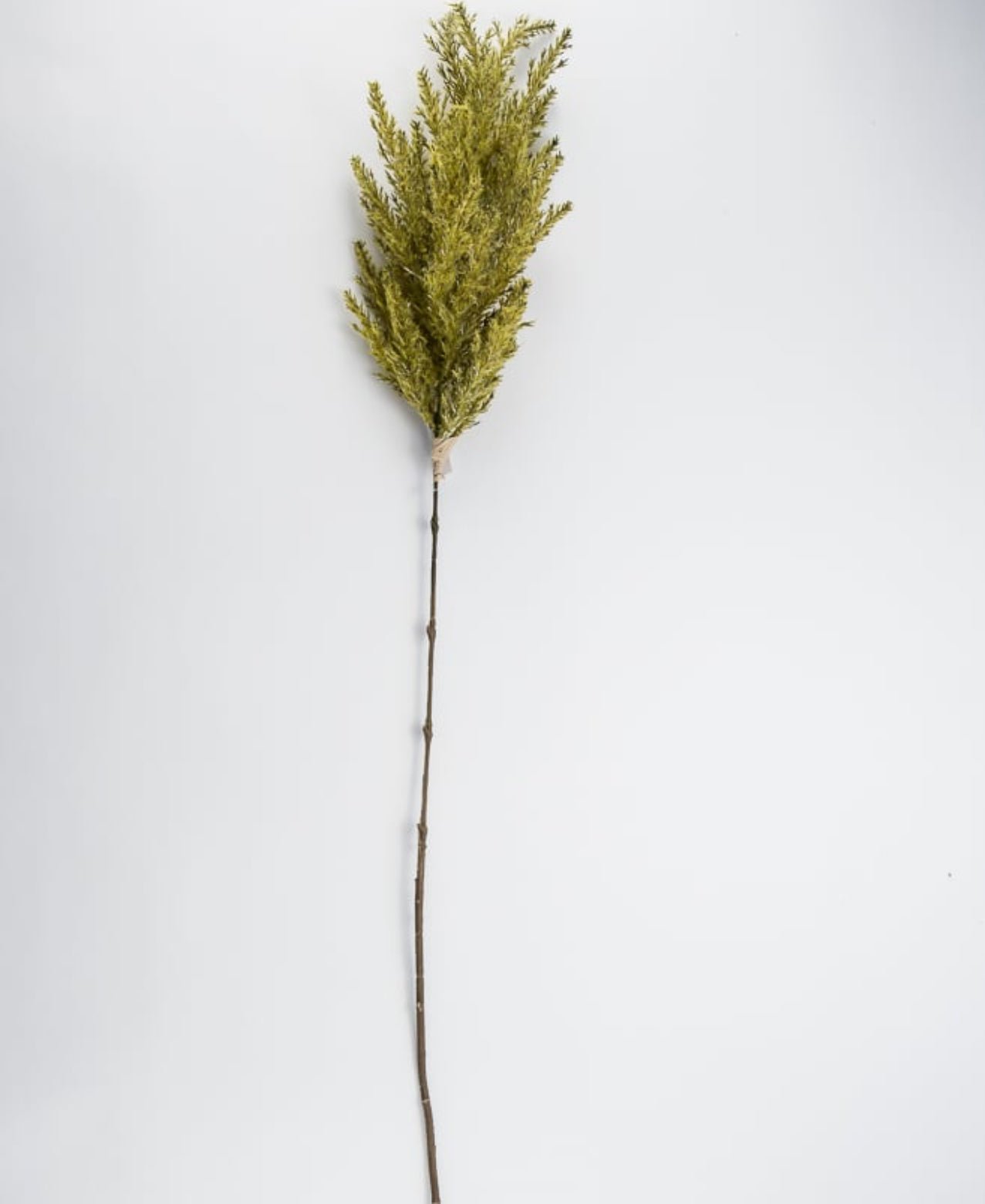 Cedar stem - green - Greenery Market