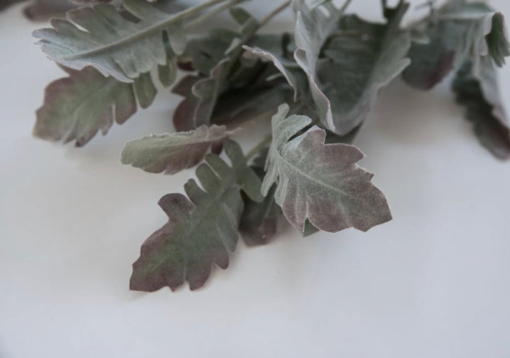 Autumn Dusty miller bush, plum tipped greenery - Greenery Marketgreenery13581gygn