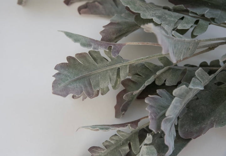 Autumn Dusty miller bush, plum tipped greenery - Greenery Marketgreenery13581gygn