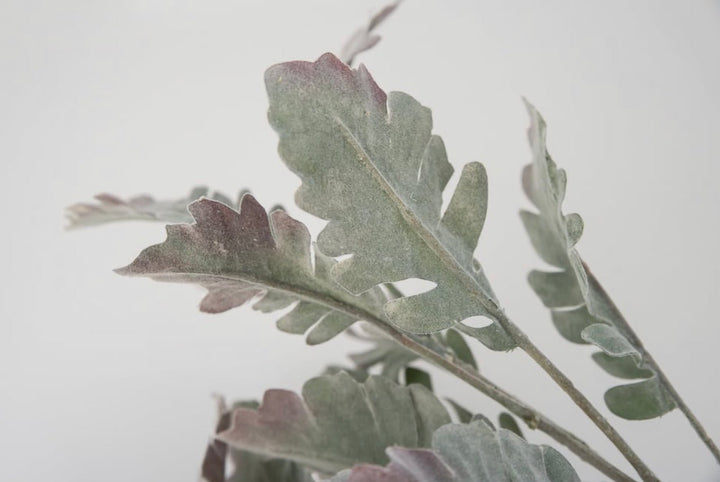 Autumn Dusty miller bush, plum tipped greenery - Greenery Marketgreenery13581gygn