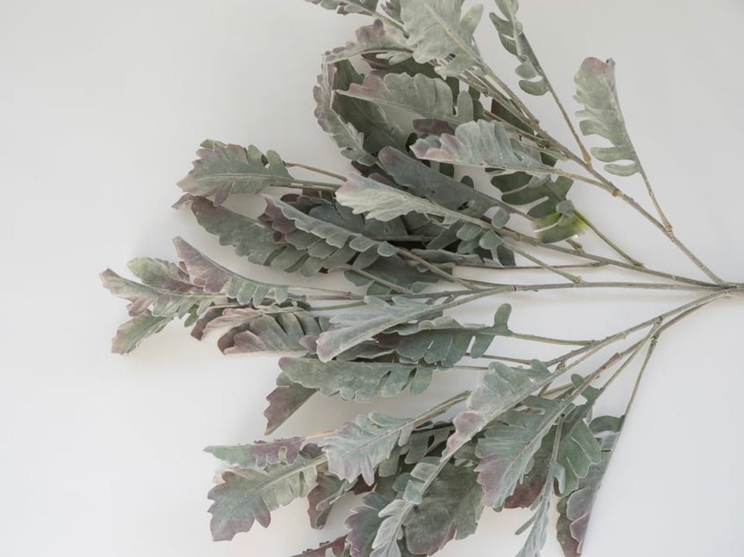 Autumn Dusty miller bush, plum tipped greenery - Greenery Marketgreenery13581gygn