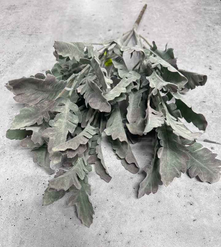 Autumn Dusty miller bush, plum tipped greenery - Greenery Marketgreenery13581gygn