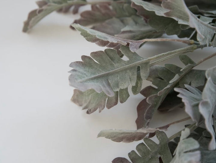 Autumn Dusty miller bush, plum tipped greenery - Greenery Marketgreenery13581gygn