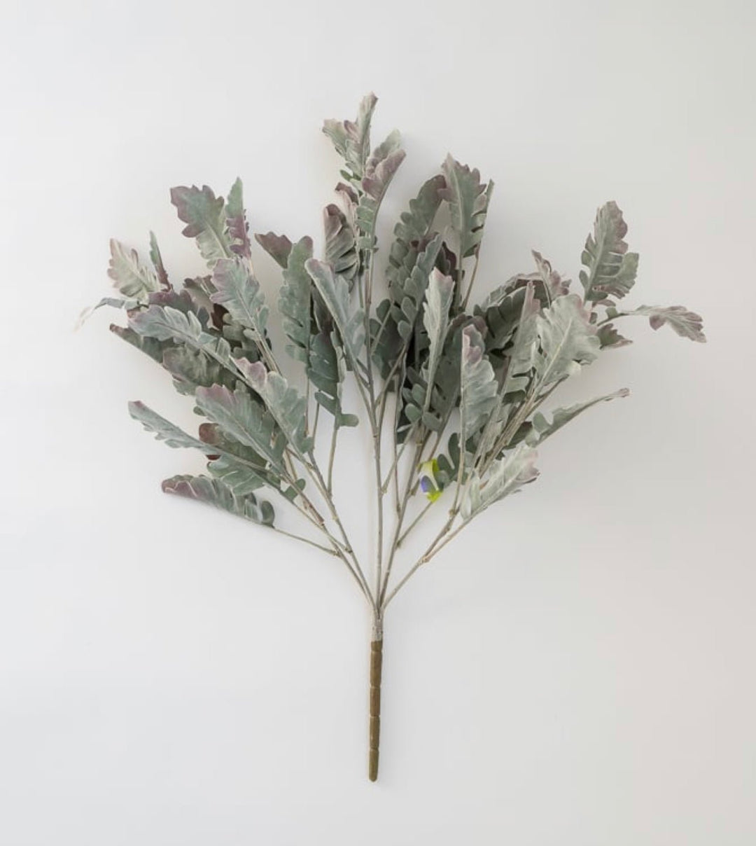 Autumn Dusty miller bush, plum tipped greenery - Greenery Marketgreenery13581gygn