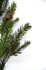 Bald cypress evergreen greenery spray - Greenery Marketgreenery26078