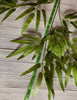 Bamboo spray, greenery x 3 stems - Greenery Market greenery