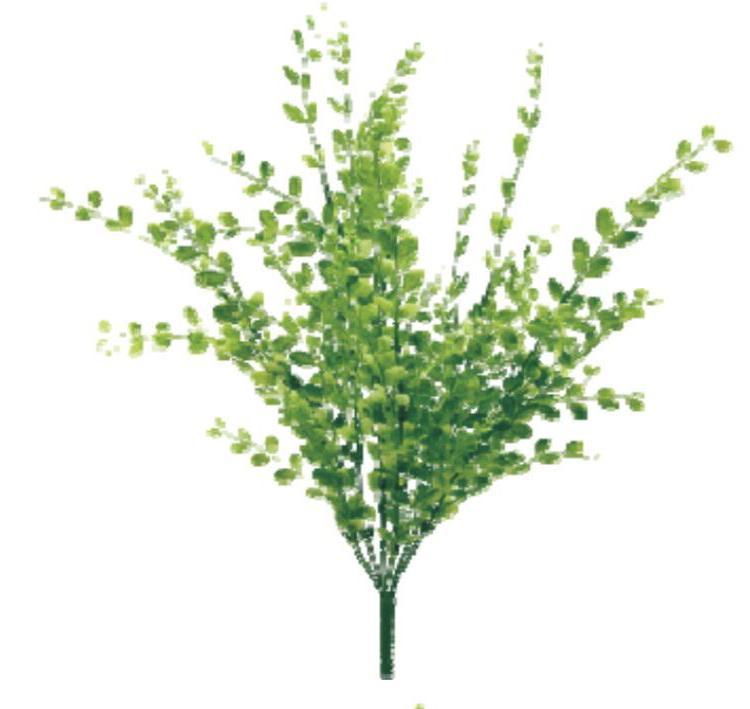 Boxwood, variegated greenery bush - Greenery Marketgreenery13137VAGN