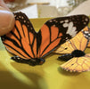 Butterfly- box of 6 butterflies - orange - Greenery MarketWreath attachmentsMT24190 OR