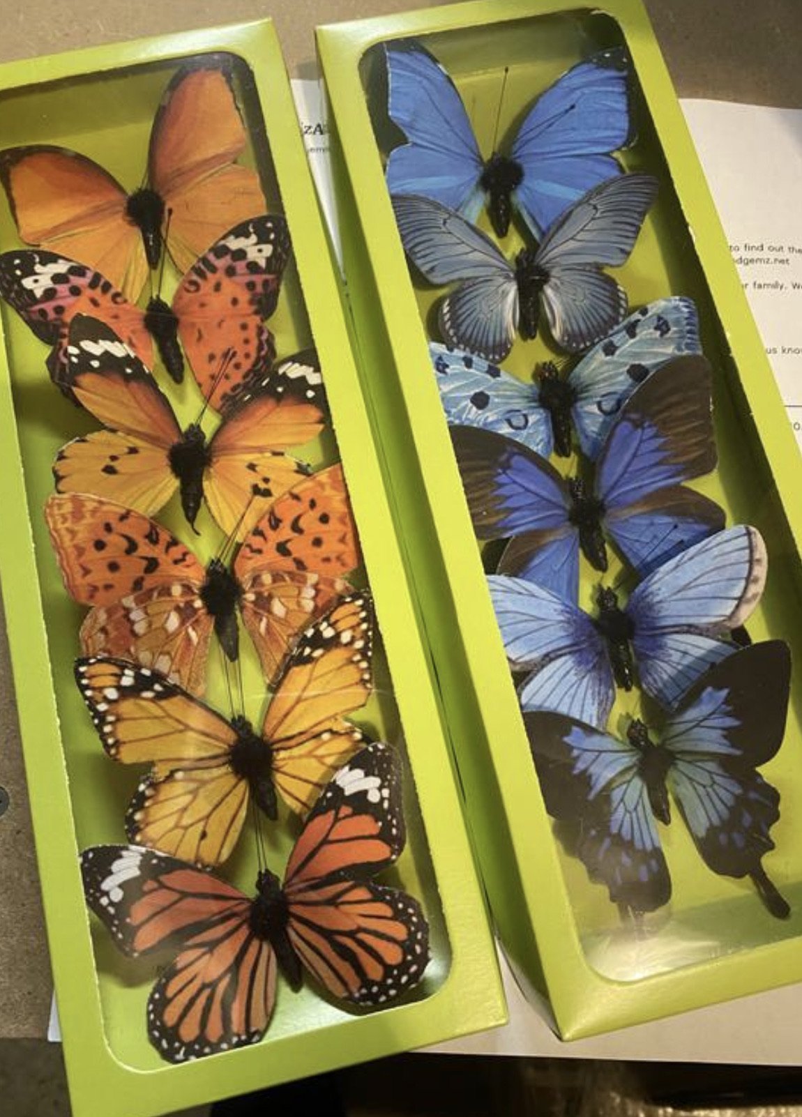 BUTTERFLIES IN THAILAND 全6巻セット Butterfly- box of 6 butterflies - orange - Greenery Market